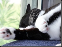 snooze snooze