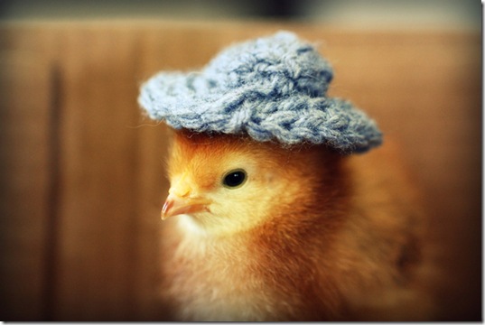 chick-in-hats-7