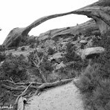Landscape Arch - Arches National Park -   Moab - Utah