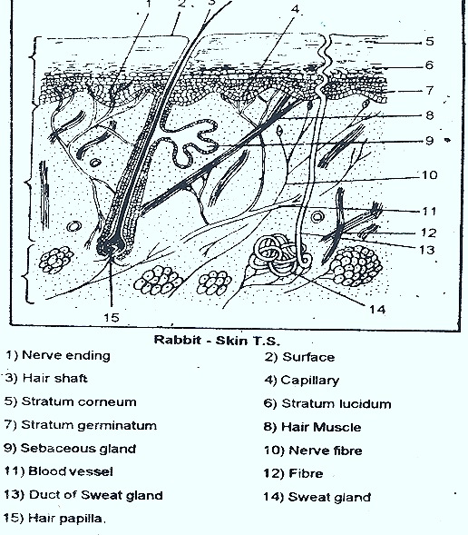 skin-rabbit-mammels