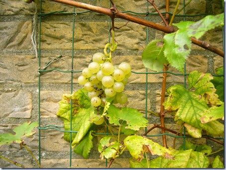 tuin-1 tuin-1