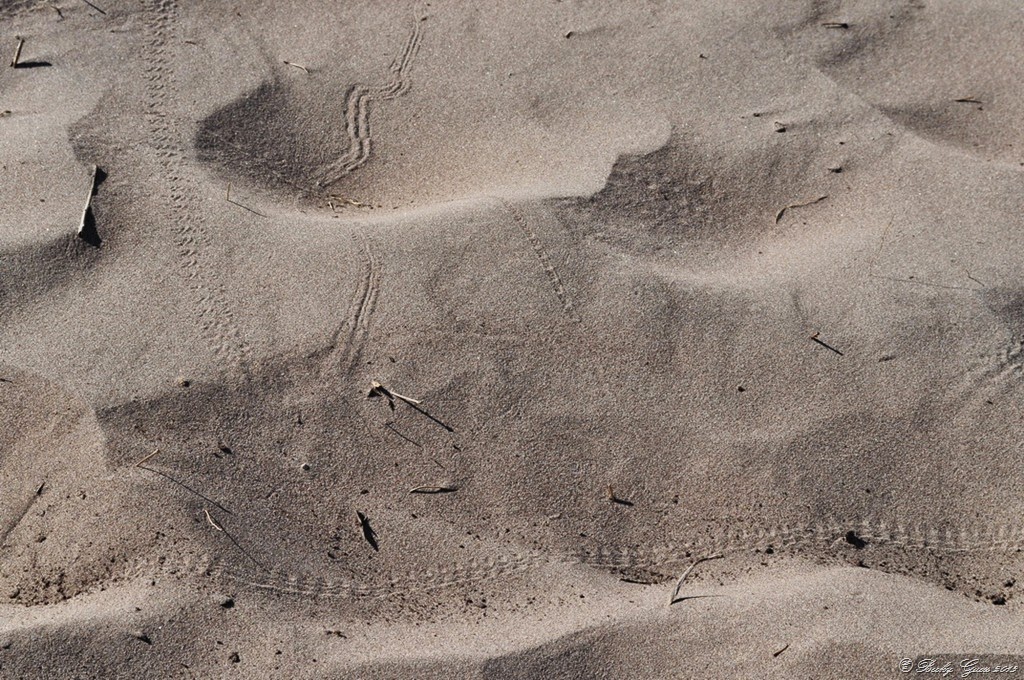 [07-06-14-Great-Sand-Dunes-013.jpg]