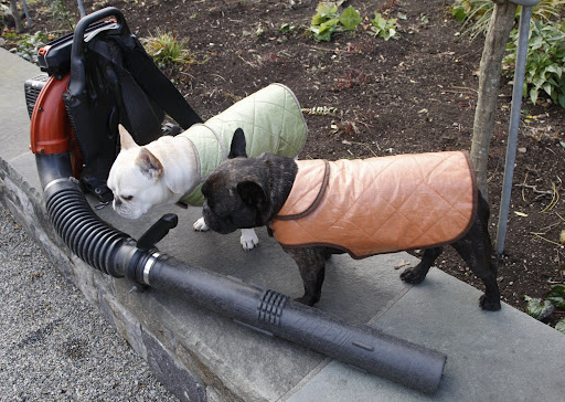Look Sharkey - it's one of those things they call a leaf blower. That can only mean one thing at this time of year - fluffy, dry leaves!