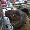 GLAShow 2012 027.jpg