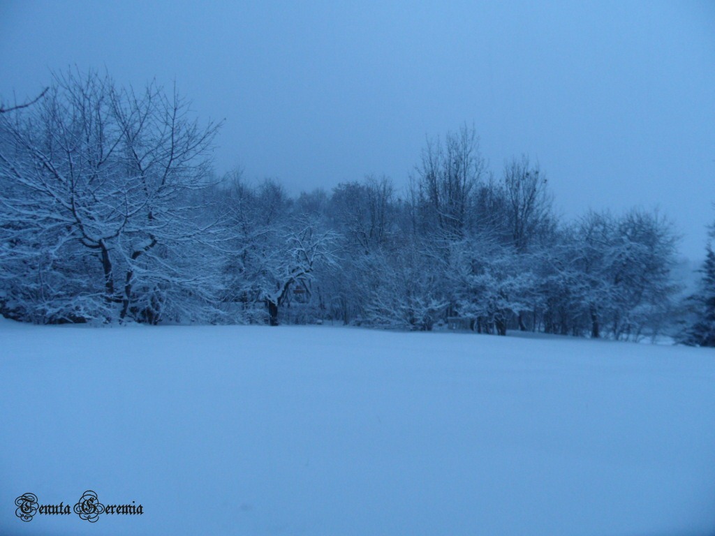 [bosco%2520alba%255B5%255D.jpg]