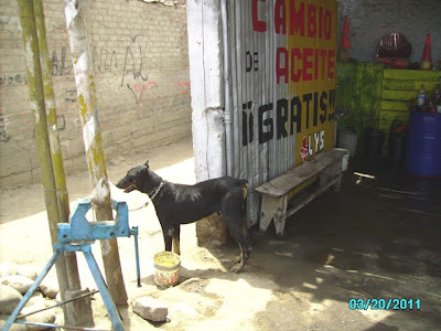 Doberman amarrado. caso de crueldad
