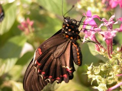DSCN0389