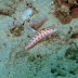Parapercis - Photo (c) DavidR.808, some rights reserved (CC BY-NC-SA)