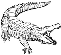 crocodile.gif Crocodilus