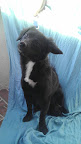 PELUCHINA hembra de 1 año de edad muy juguetona y cariñosa perfecta conpañia