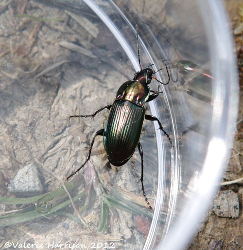 [31-beetle%255B2%255D.jpg]