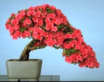 [bonsai-camelia_O4%255B4%255D.jpg]