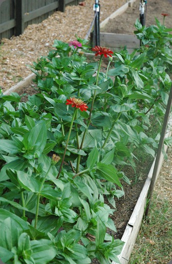 garden 013