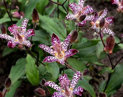 [toad-lily4.jpg]