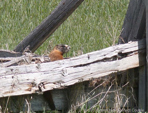 Marmot on Guard