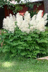 Midsommar 2010