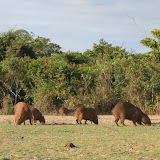 Giant aquatic rodents! (aka Capybara)