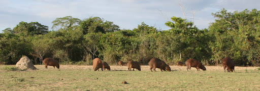 Giant aquatic rodents! (aka Capybara)