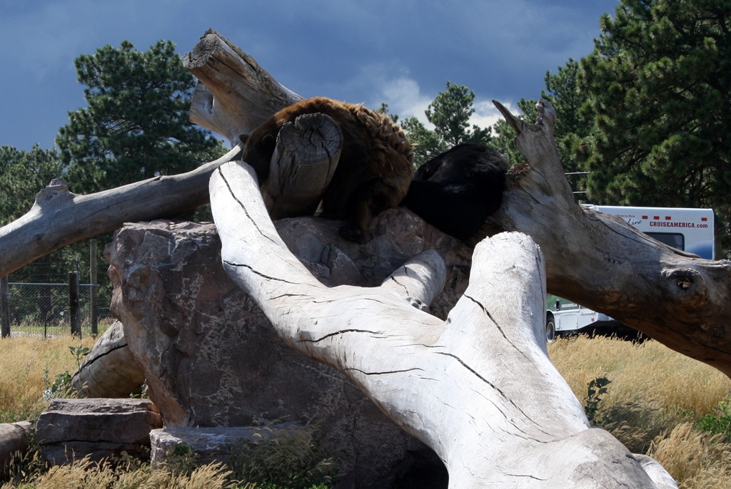[Mt-Rushmore-and-Bear-Country-1065.jpg]