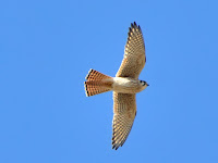 DSC_7831.jpg