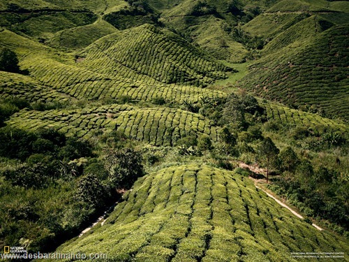 wallpapers national geographic desbaratinando  (57)