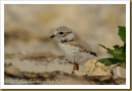 b Piping Plover Chick_ROT8354 NIKON D3S June 28, 2011