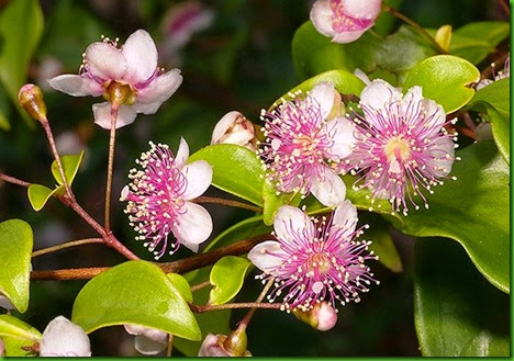 Rose Myrtle