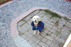 RAMIRO adoptado hace 4 años muchas gracias a su hermosa familia por estas lindas fotos ¡¡