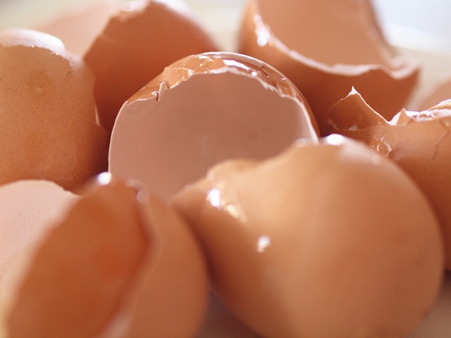 [1.%2520egg%2520shells%255B3%255D.jpg]