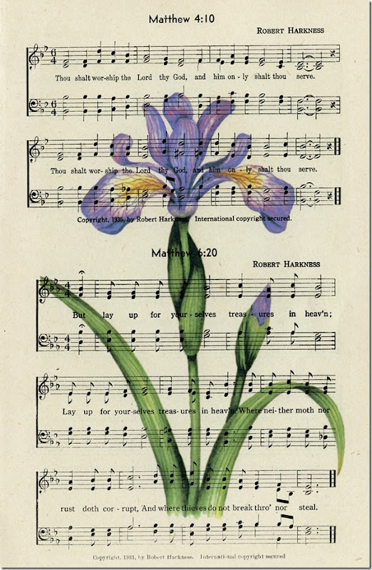 Wild Iris on page