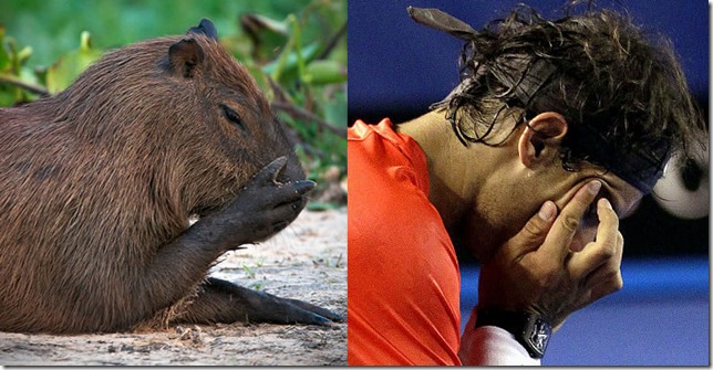 rafa nadal capibara (8)