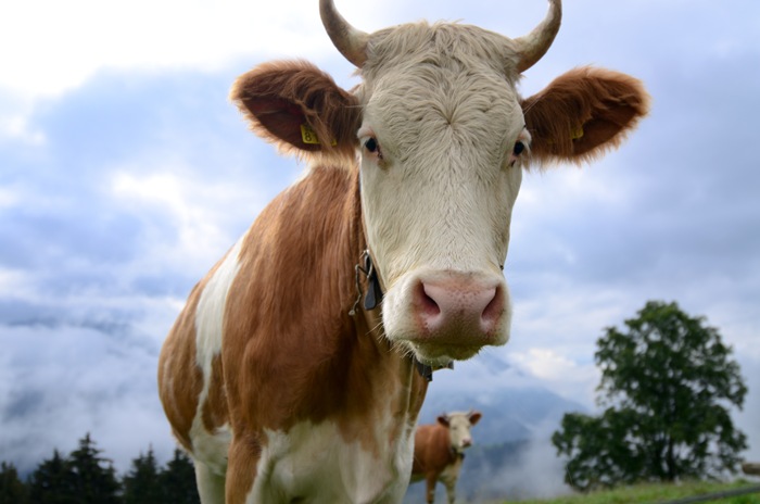 [amycow2%255B2%255D.jpg]