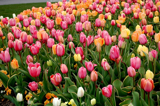 [tulips32.jpg]