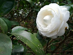 IMG_20120211_123037.jpg