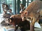 Jan 2 - Australian Wildlife