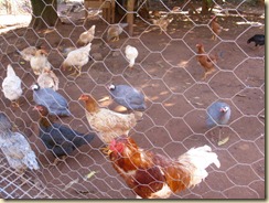 IMG_0262 IMG_0262