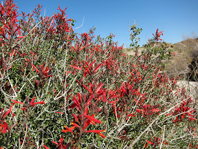 Brilliant Chuparosa Bush on the trail in RockHouse Canyon
