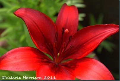 red-lily