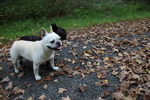 It sure is, Franny!  Let's go on a nature walk and see if we can find anything interesting!