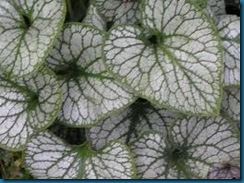 brunnera - Jack Frost