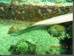 IMG_1167 IMG_1167