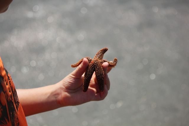 JoeStarfish (1 of 1)