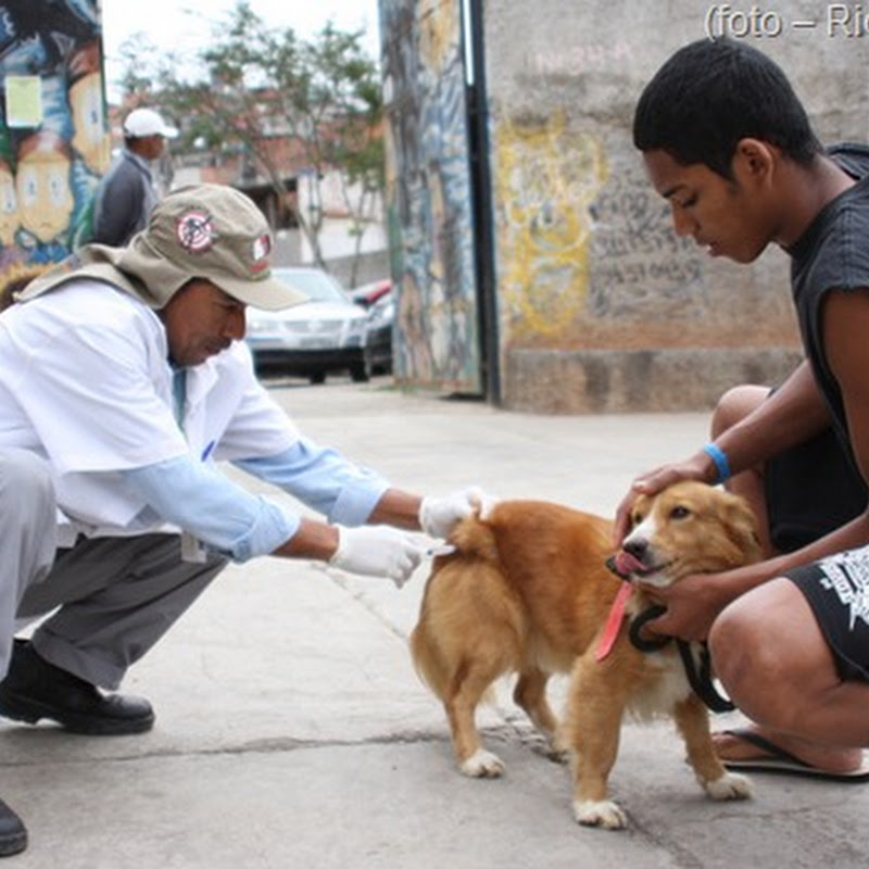 Zoonoses de Taboão intensifica campanha de vacinação antirrábica em cães e gatos