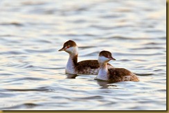 untitled Horned Grebes D3B_8273 November 03, 2011 NIKON D3S