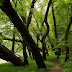 Biking the Intervale, by Mat McDermott