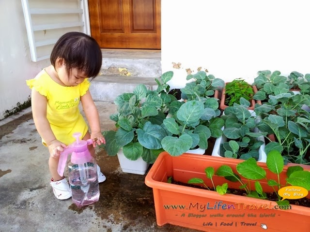 有机蔬菜 有机蔬菜