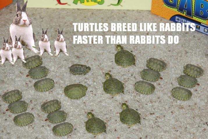 Turtles breed like rabbits faster than rabbits do