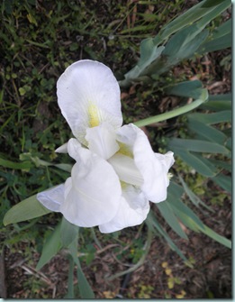 White Iris