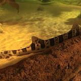 Im Aquarium in Skansen. Stockholm - 3 Tag 245.jpg