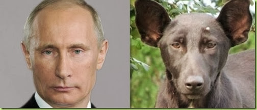 Vladmir-Putin-dog-e1379686195518